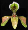 paph_boxallii.jpg