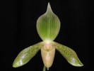 Paph_bremii.jpg