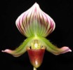 paph_callosum.jpg