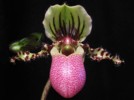 paph_chamberlainianum.jpg