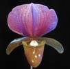 paph_charlesworthii.jpg