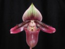 paph_ciliolare.jpg