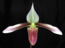 paph_dayanum.jpg