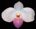 paph_delenatii.jpg