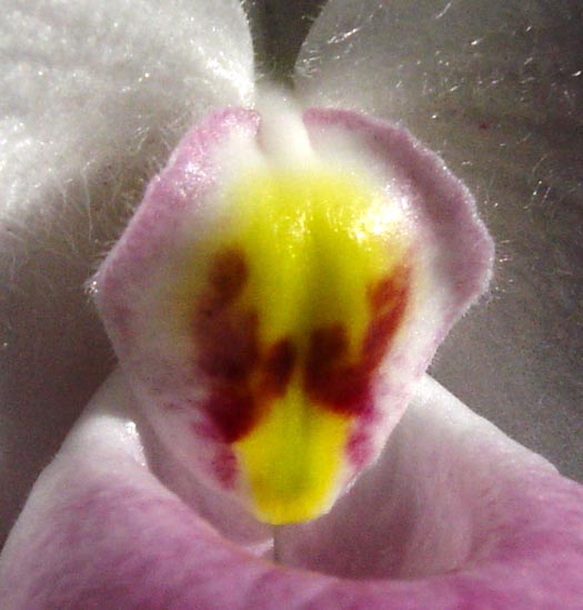Paph_delenatii_estaminode.jpg