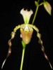 paph_dianthum.jpg