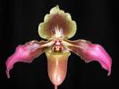 paph_esquirolei.jpg