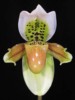 paph_exul.jpg