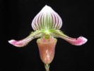 paph_fowliei.jpg
