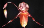 paph_gardineri.jpg