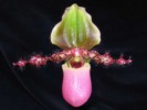 paph_glaucophylum.jpg