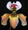 paph_gratrixianum.jpg