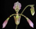 paph_haynaldianum.jpg