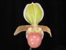 paph_helenae.jpg