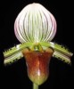 paph_hennisanum.jpg