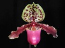 paph_henryanum.jpg