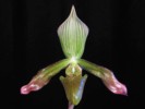 paph_javanicum.jpg