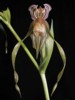 paph_kolopakingii.jpg