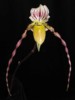 paph_laevigatum.jpg