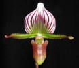 paph_lawrenceanum.jpg