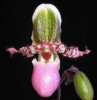 paph_liemianum.jpg