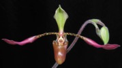 paph_lowii.jpg