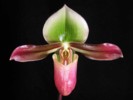 paph_mastersianum.jpg