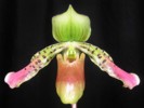 paph_mohrianum.jpg
