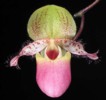 paph_moquetteanum.jpg