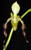 paph_parishii.jpg