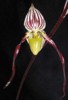 paph_philippinense.jpg