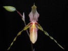 paph_praestans.jpg
