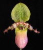 paph_primulinum_var_purpurascens.jpg
