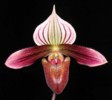 paph_purpuratum.jpg