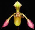 paph_richardianum.jpg