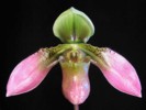 paph_robinsonii.jpg
