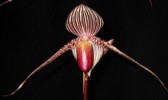 paph_rotschildianum.jpg