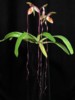 paph_sanderianum.jpg