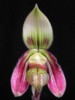 paph_sangii.jpg