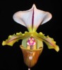 paph_spicerianum.jpg