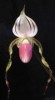 Paph_stonei.jpg