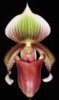 paph_superbiens.jpg