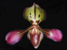 paph_tigrinum.jpg