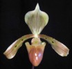 paph_tonsum.jpg