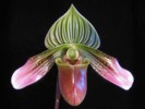 paph_urbanianum.jpg