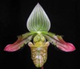 paph_venustum.jpg
