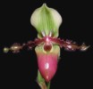 paph_victoria-mariae.jpg