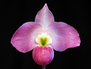 paph_vietnamense.jpg