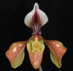 paph_villosum_albomarginata.jpg