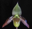 paph_wardii.jpg